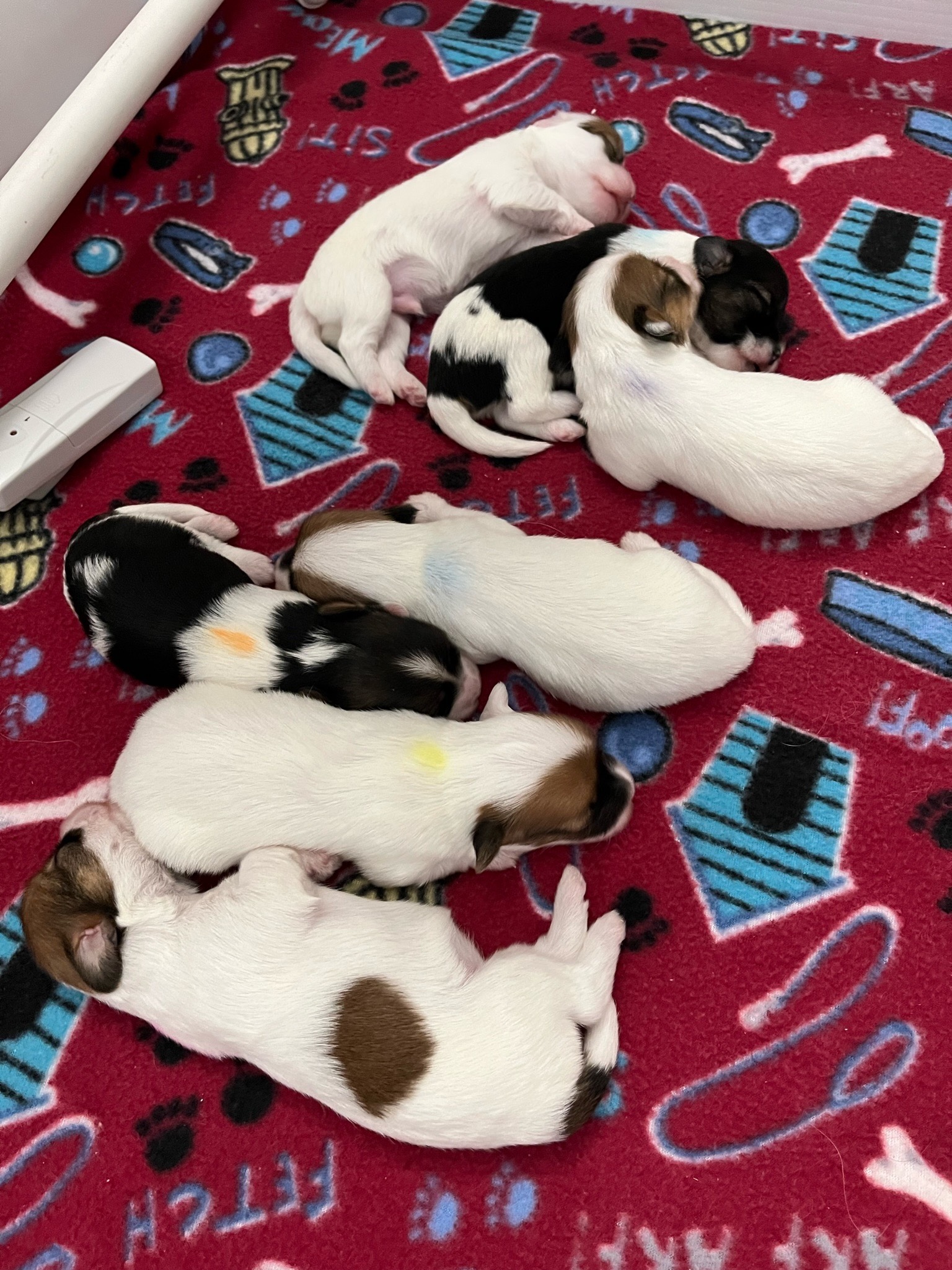 009 puppies-august-2023