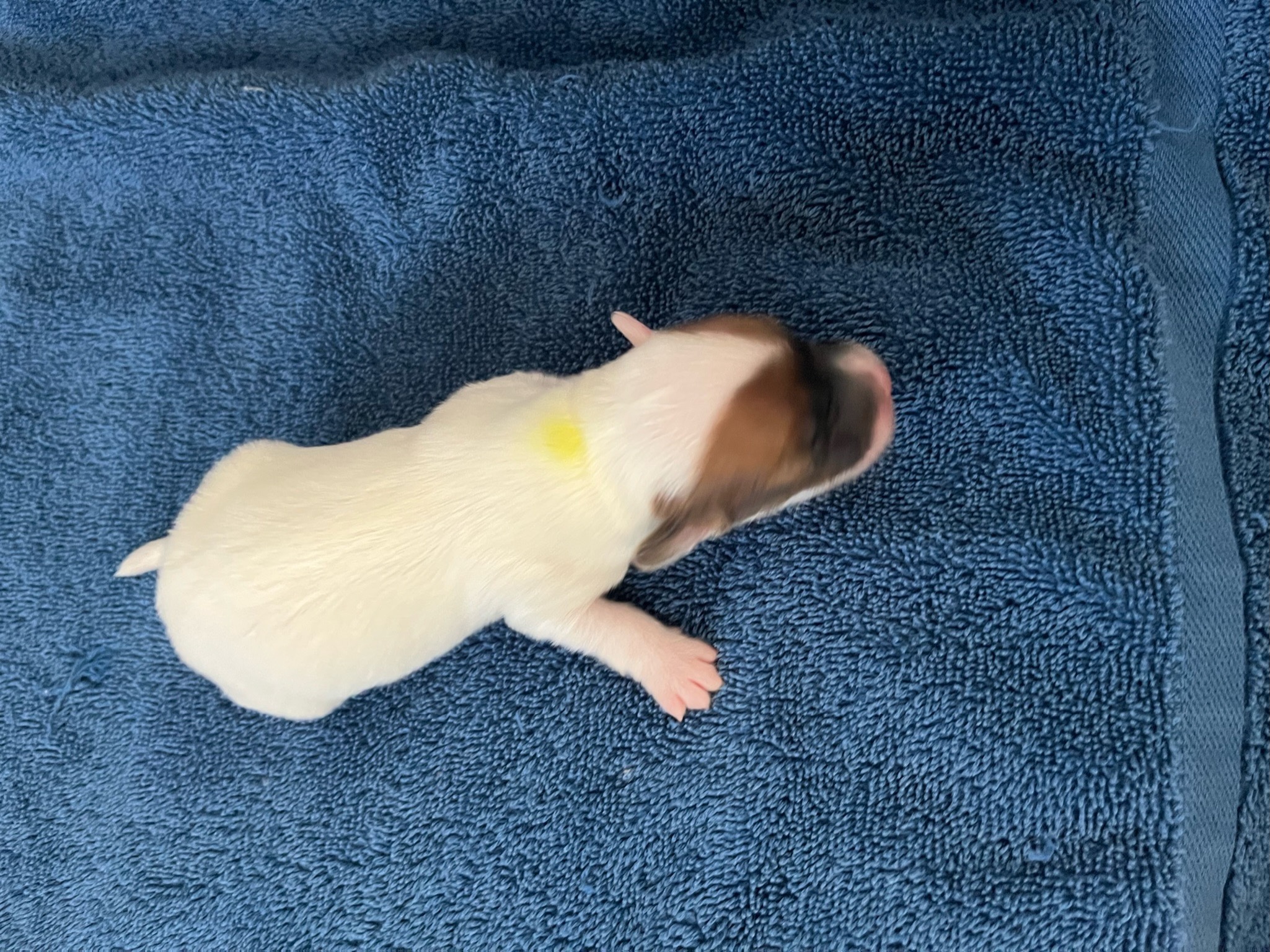 003 puppies-august-2023