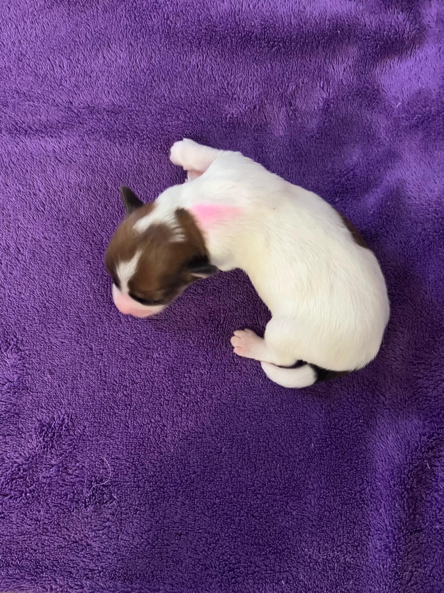 009 puppies-august-2023