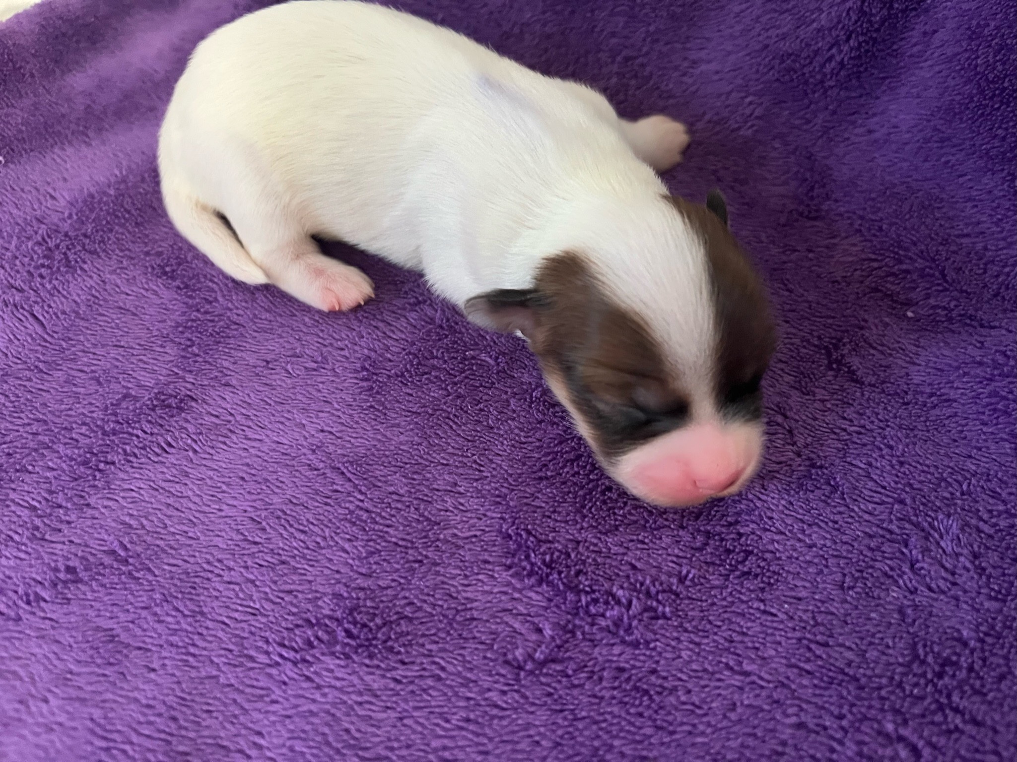 010 puppies-august-2023