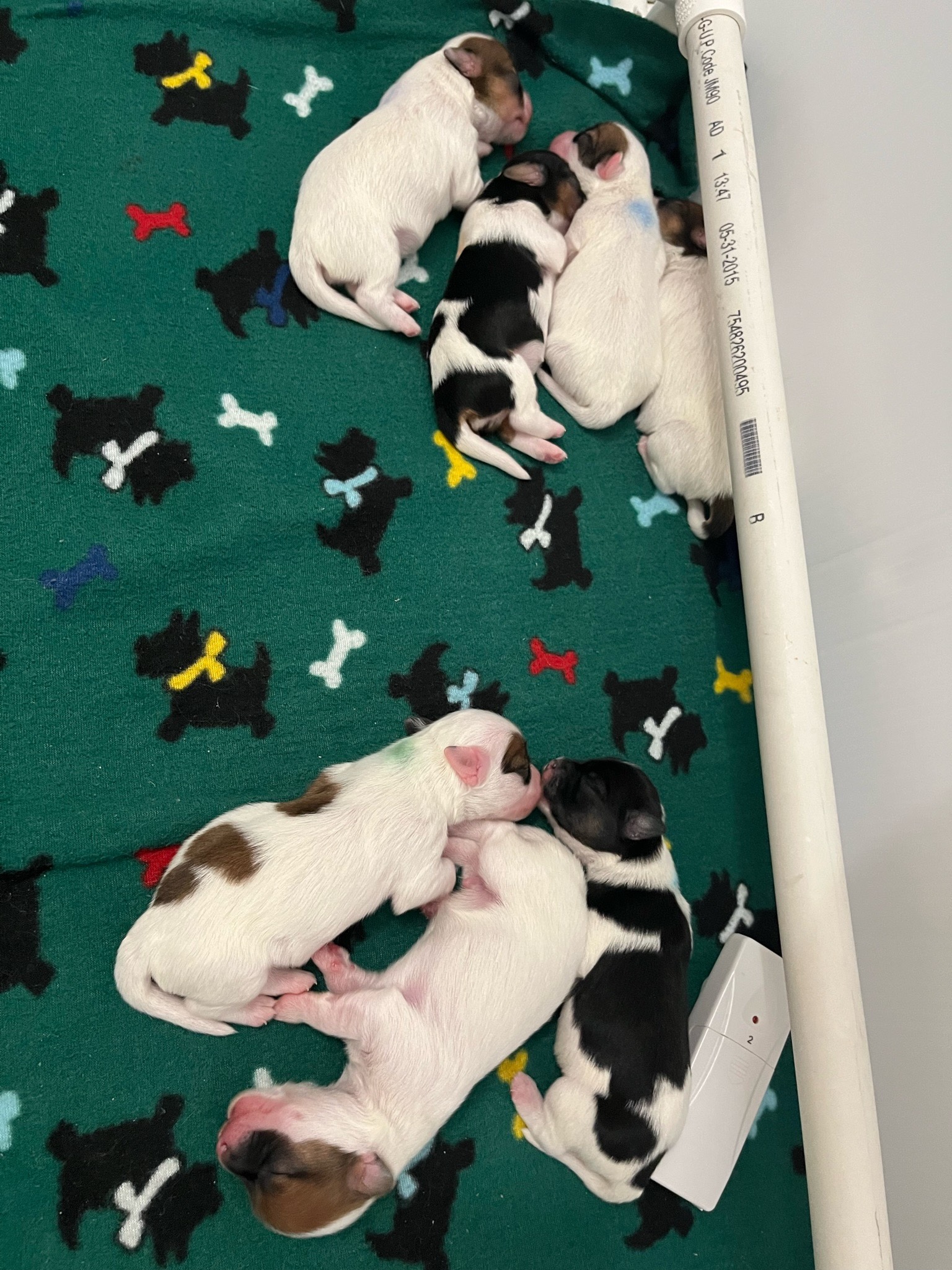 011 puppies-august-2023