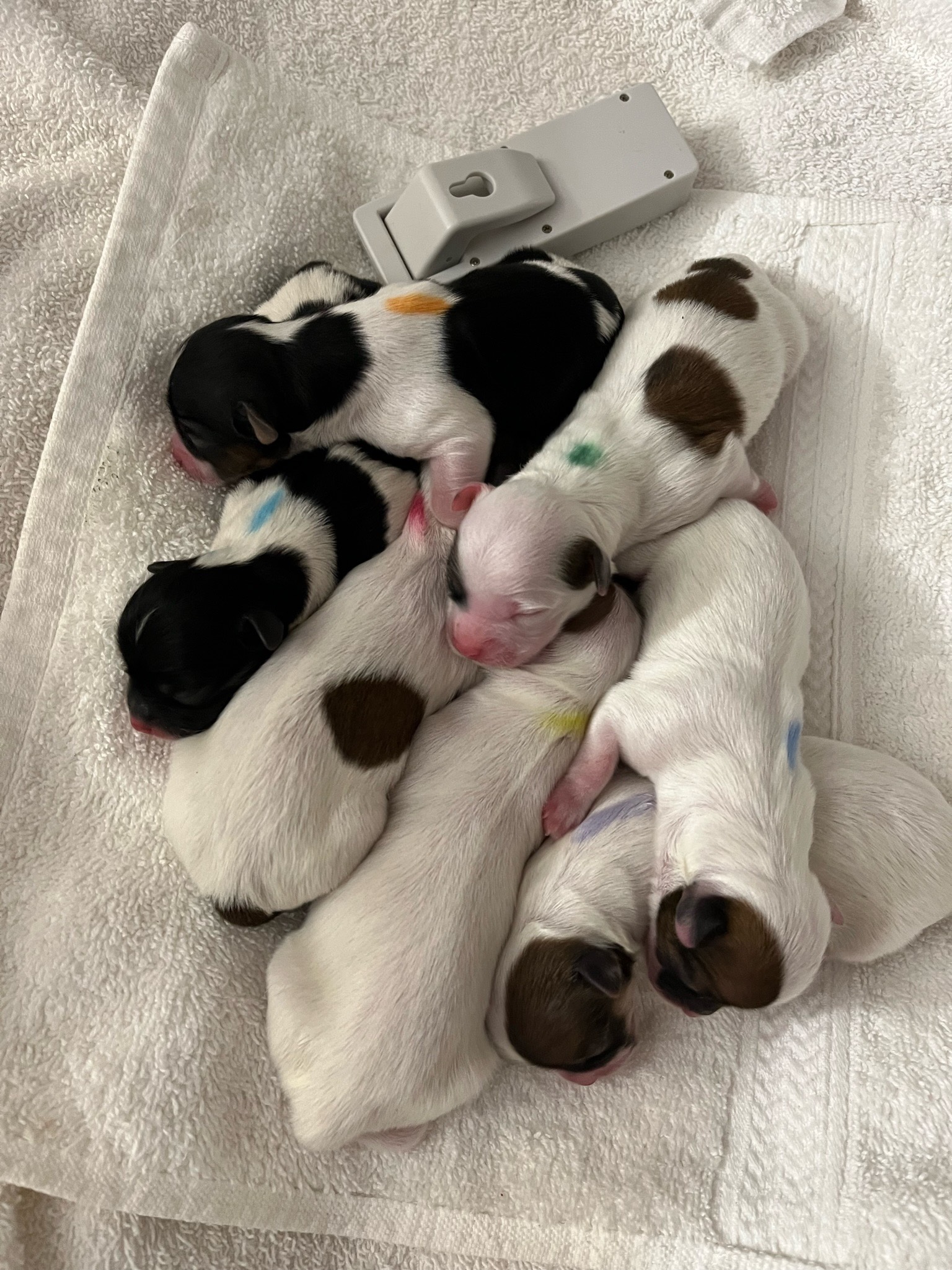 012 puppies-august-2023