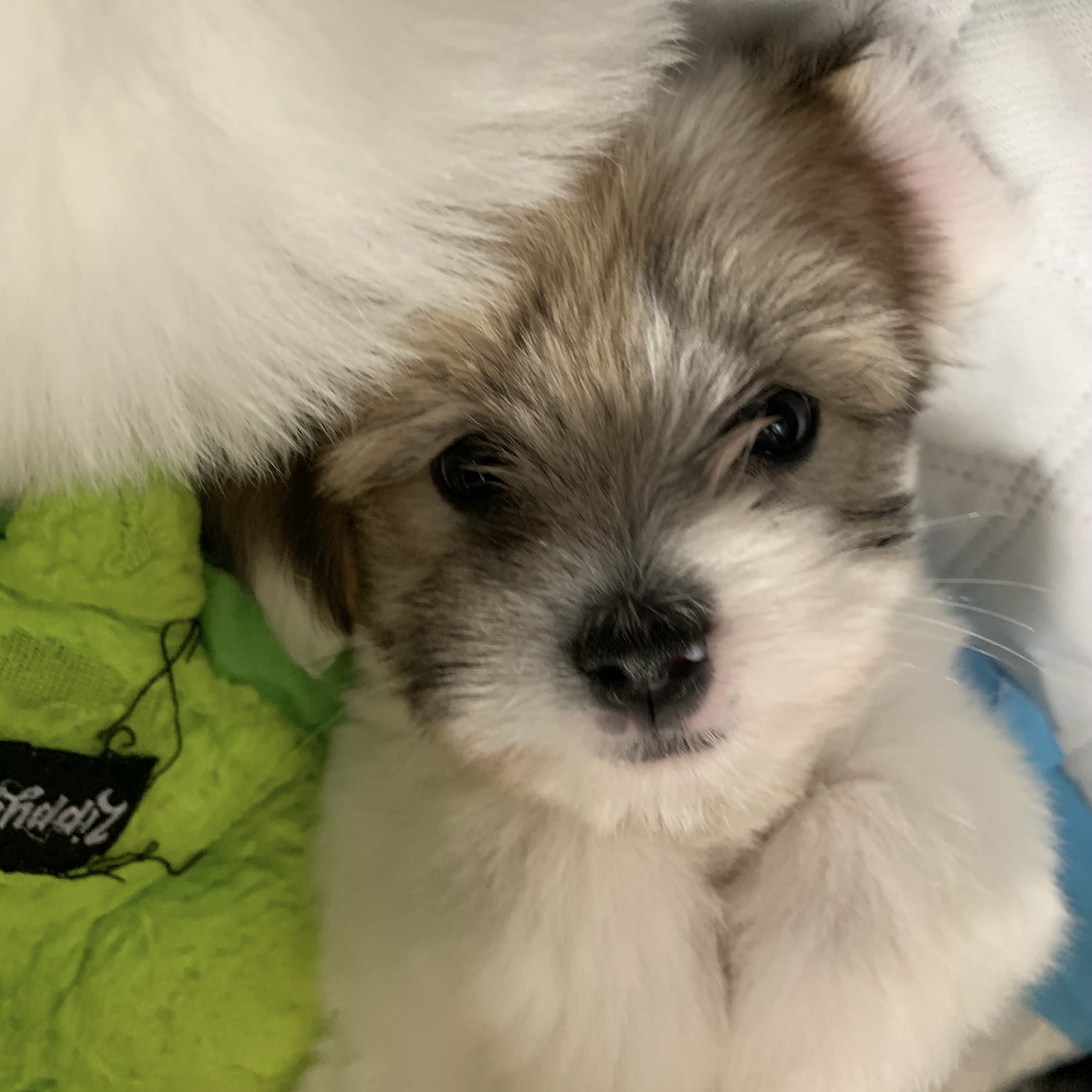 004 puppies-august-2023