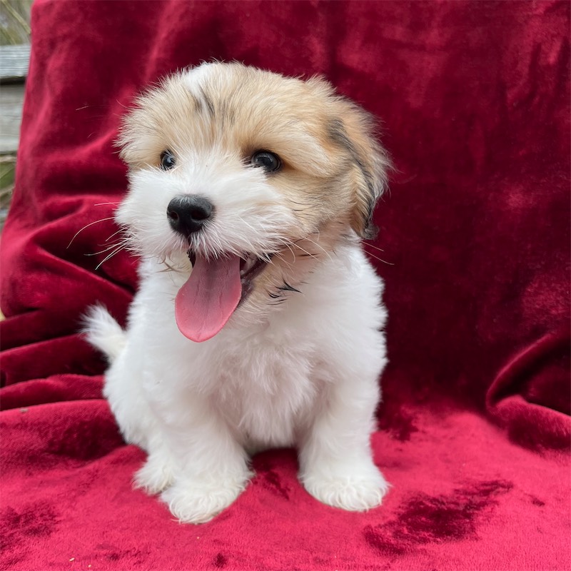 mostly white puppy on red blanket named maria panting